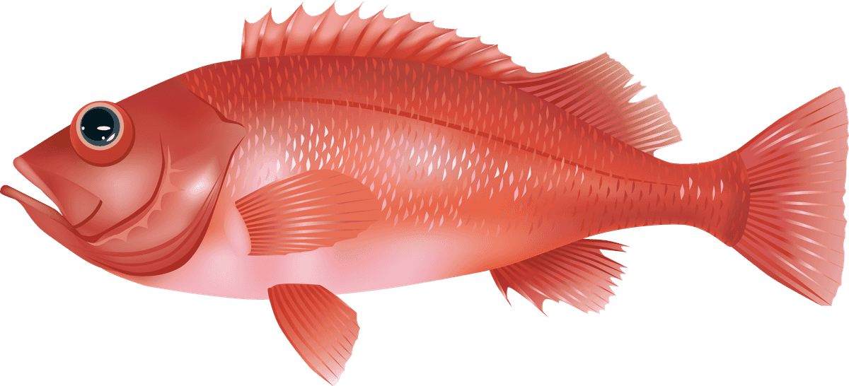 realistic sea fish marine fish vector for educational and culinary purposes