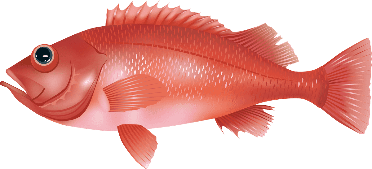 sea fish marine fish vector