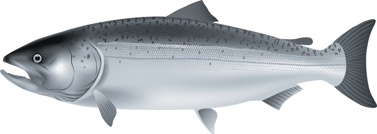 realistic sea fish marine fish vector illustration for educational and commercial use