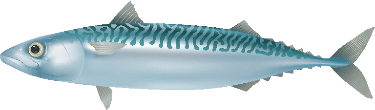 sea fish marine fish vector