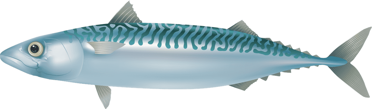 sea fish marine fish vector for aquatic illustrations and educational materials
