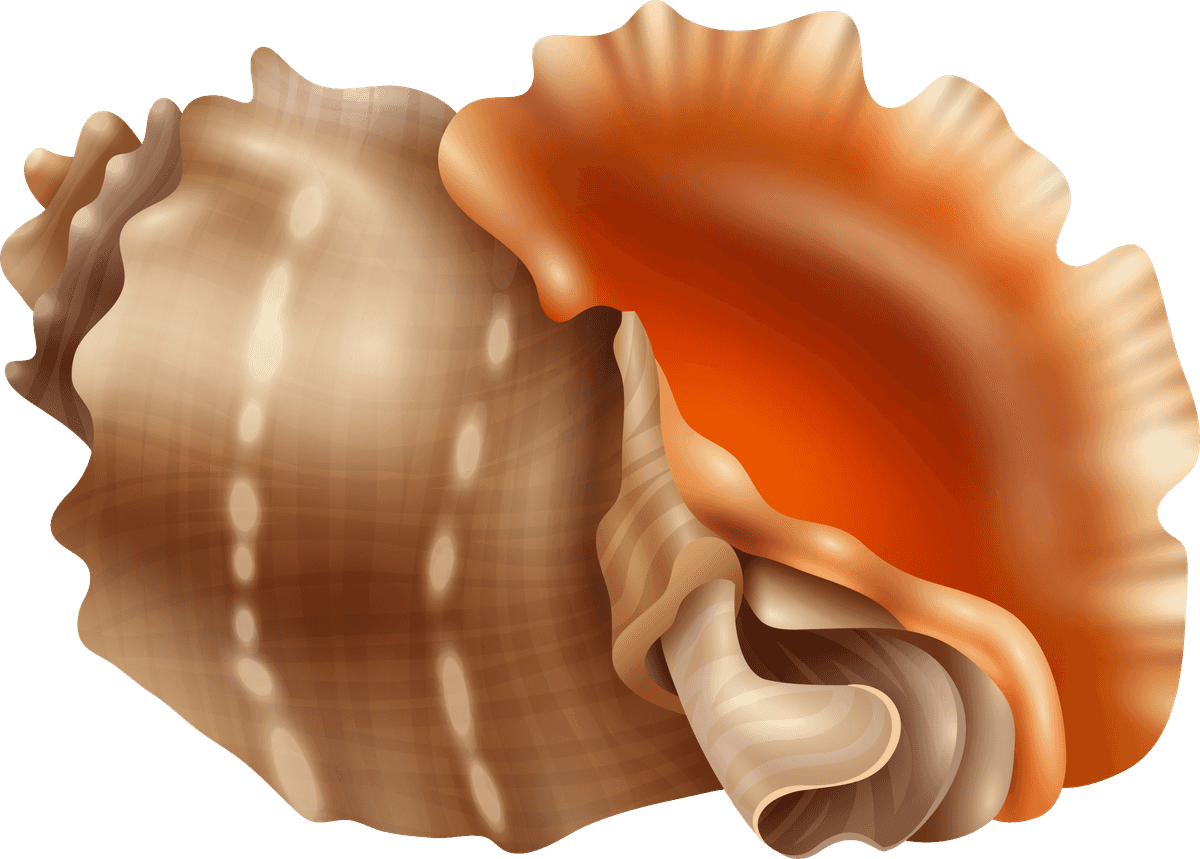 sea snails seashell realistic set for coastal decor and educational use