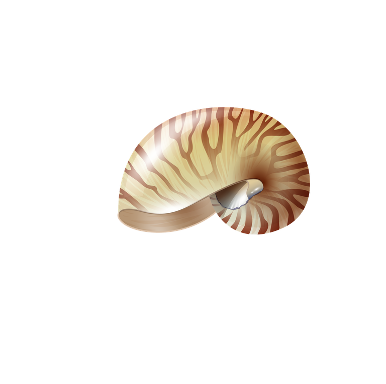 sea snails seashell realistic set