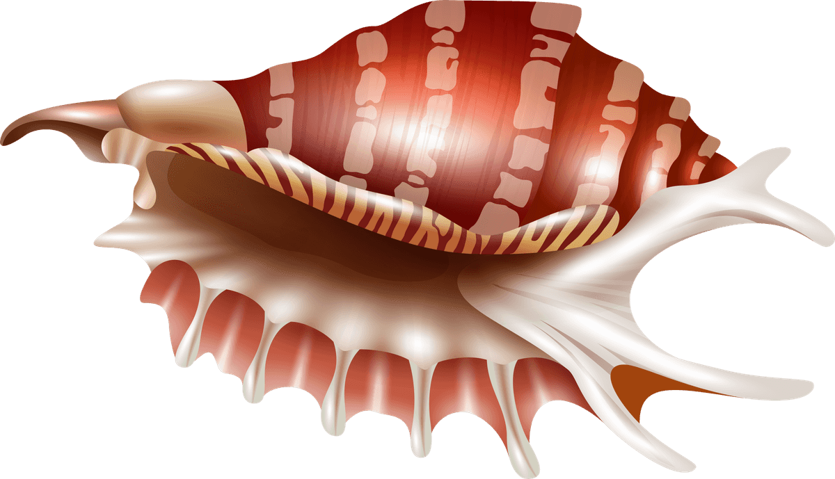 sea snails seashell realistic set featuring intricate details for natural decor and educational uses