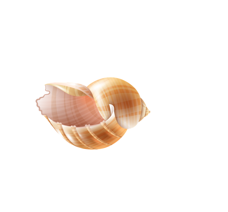 sea snails seashell realistic set