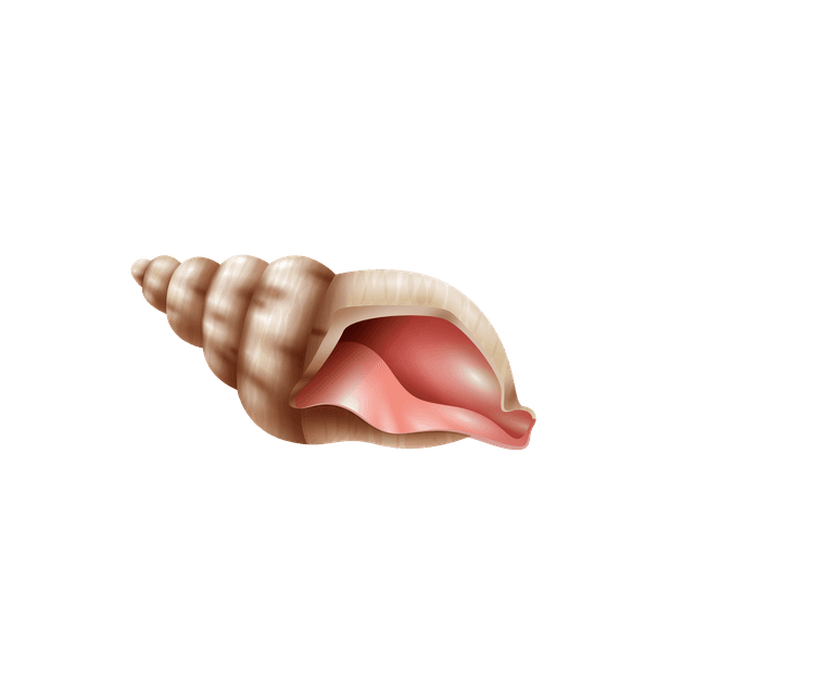 sea snails seashell realistic set
