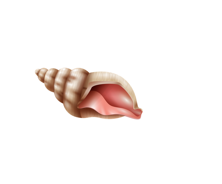 sea snails seashell realistic set for ocean-themed projects and educational purposes