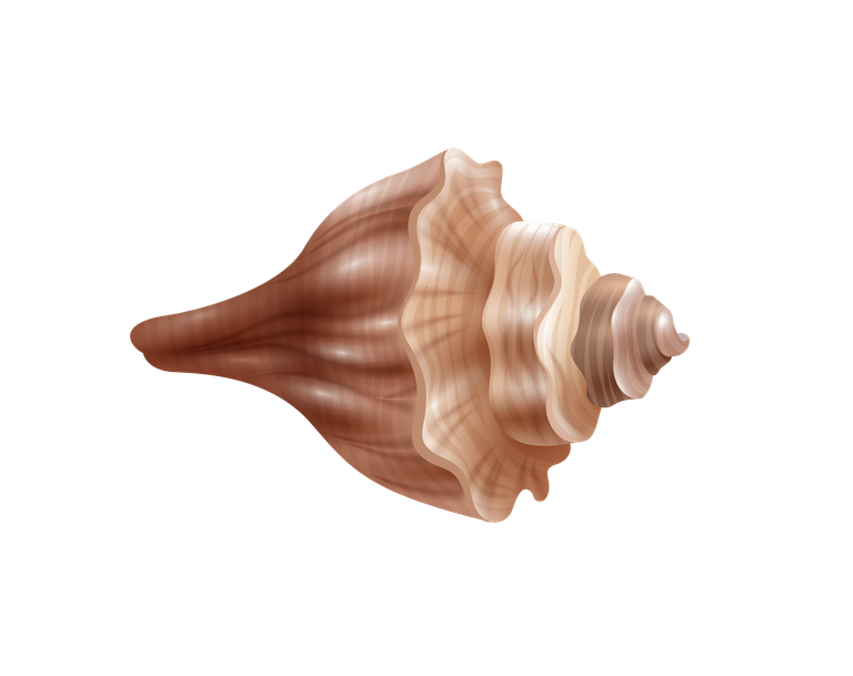 sea snails seashell realistic set