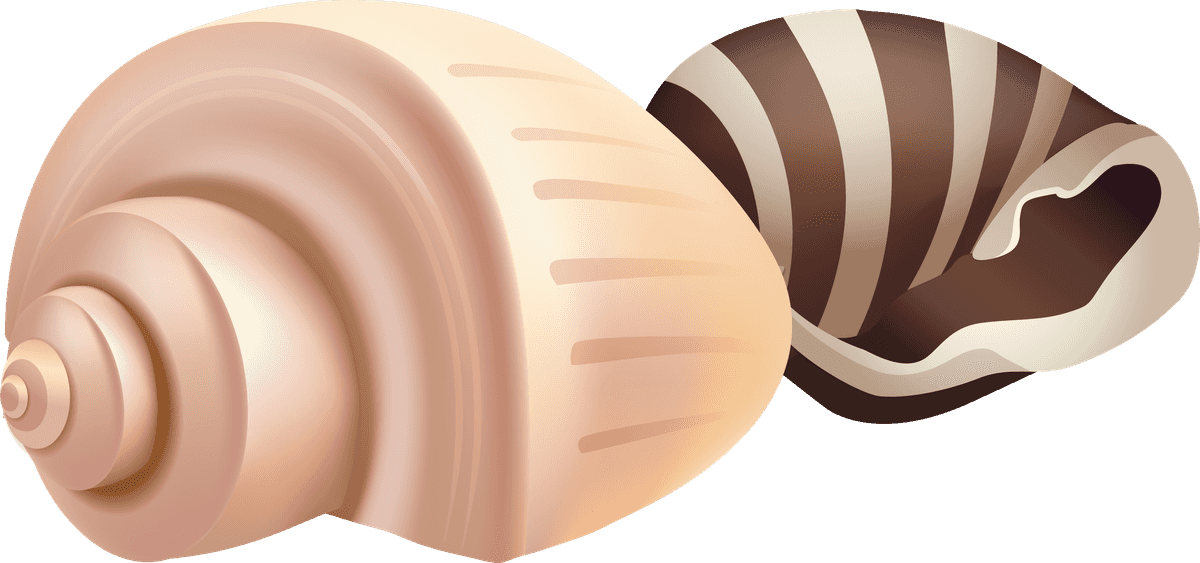 sea snails seashell realistic set for marine crafts and educational projects