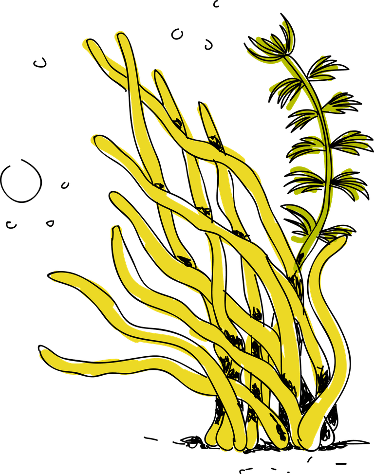 seaweed colorful sea weed collections hand drawn illustration