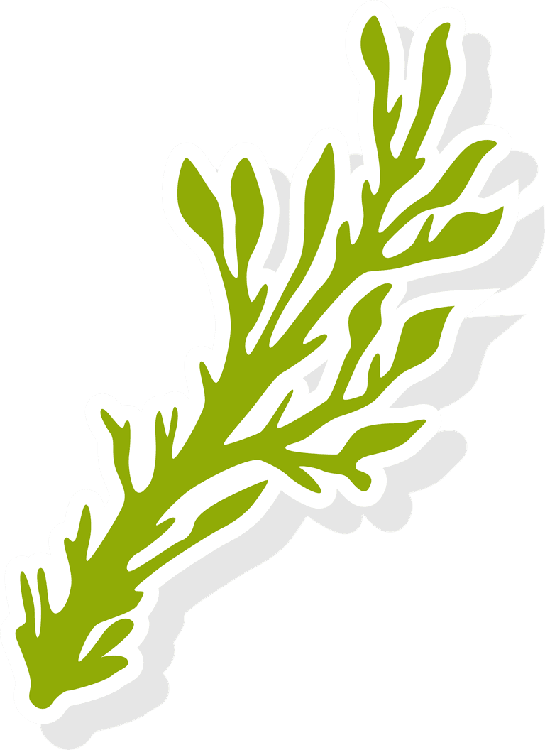 seaweed colorful sea weed collections hand drawn illustration