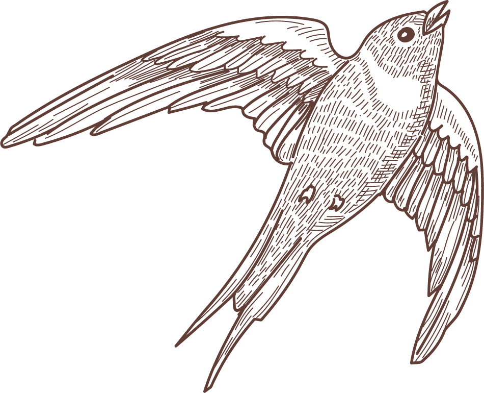 set bird species engraved sketches illustration