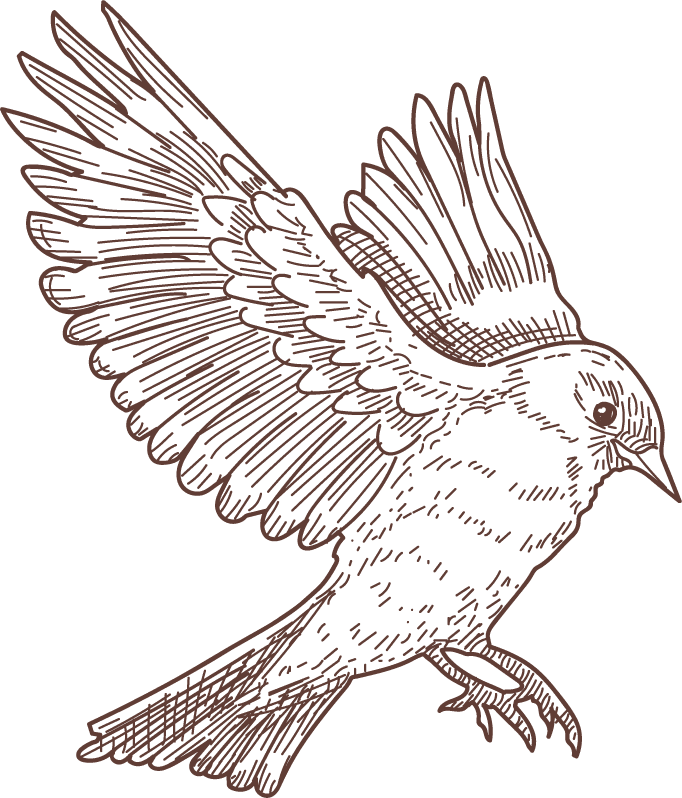 set bird species engraved sketches illustration