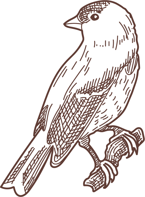 set bird species engraved sketches illustration