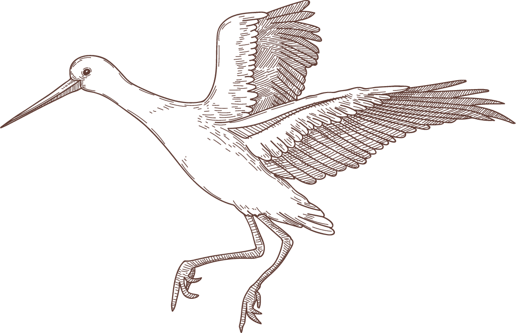 set bird species engraved sketches illustration