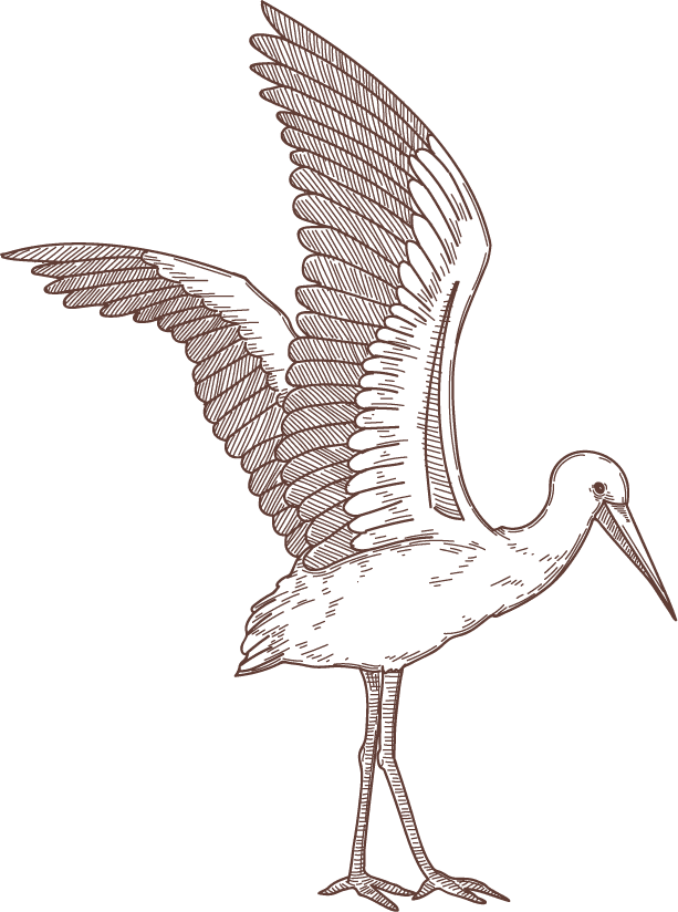 set bird species engraved sketches illustration