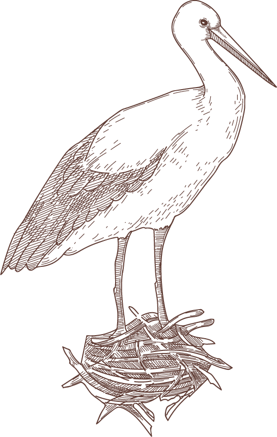 set bird species engraved sketches illustration