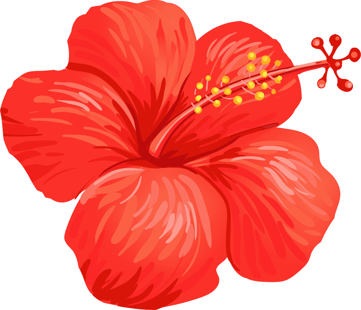 set illustrations tropical hibiscus flowers perfect for summer-themed projects and decorations