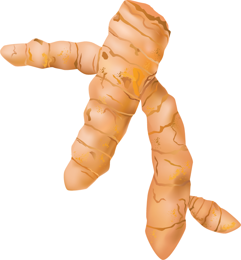 different spice design vector featuring a unique ginger root illustration for culinary creativity
