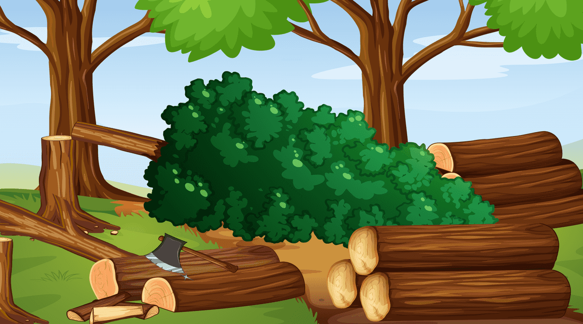 serene landscape scenes showcasing lush greenery and natural wood surroundings for relaxation and inspiration