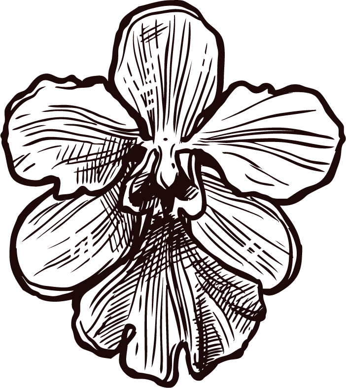 singapore hand drawn sketch set featuring beautiful orchids for nostalgic decoration