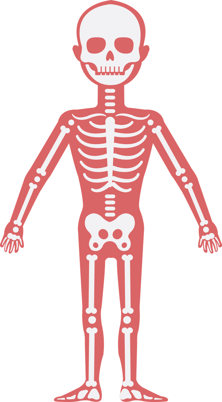 skeletal system biology background human physics organs icons