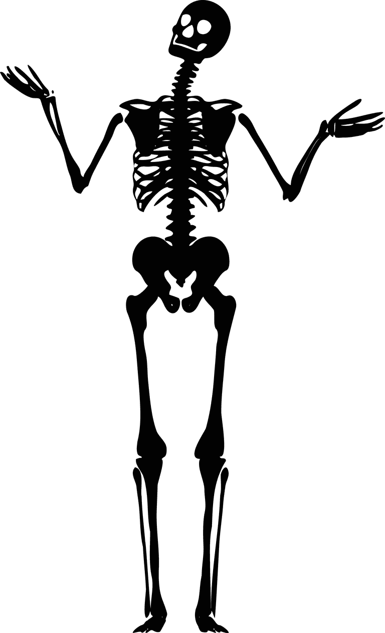 skeleton human skeletons set for educational, artistic and medical uses in black and white