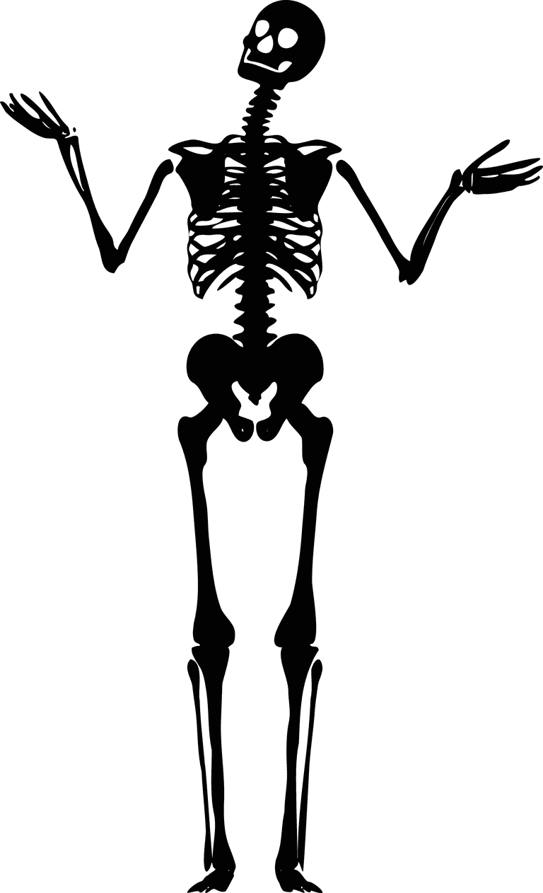skeleton human skeletons set