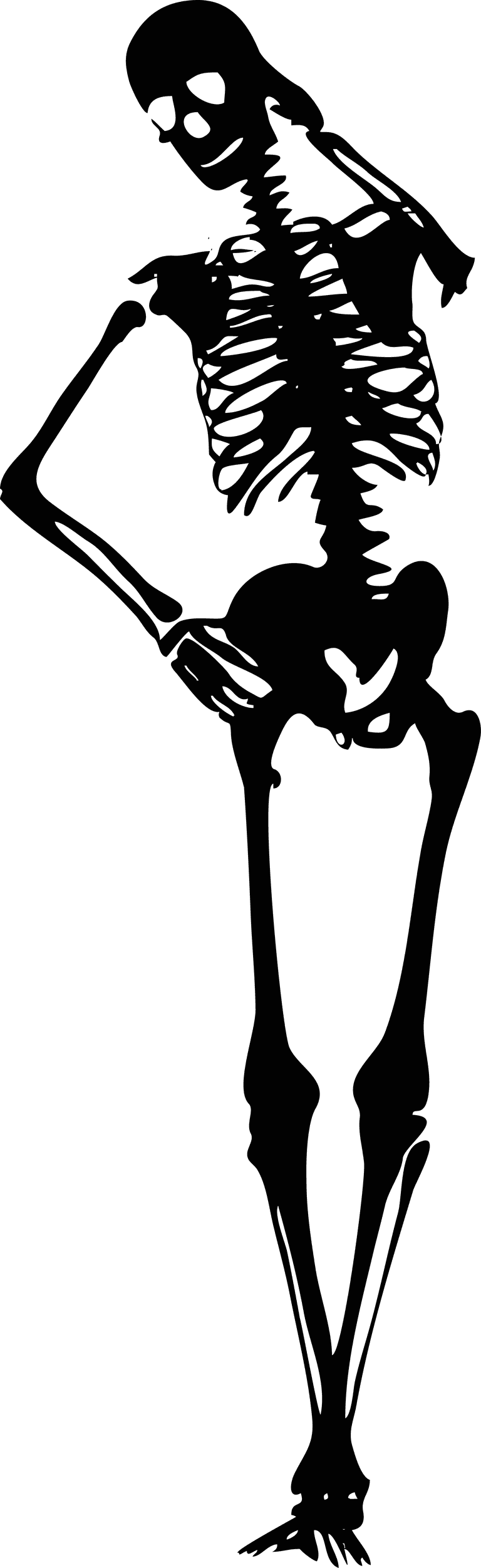 skeleton human skeletons set for educational purposes, anatomy illustrations, and medical studies