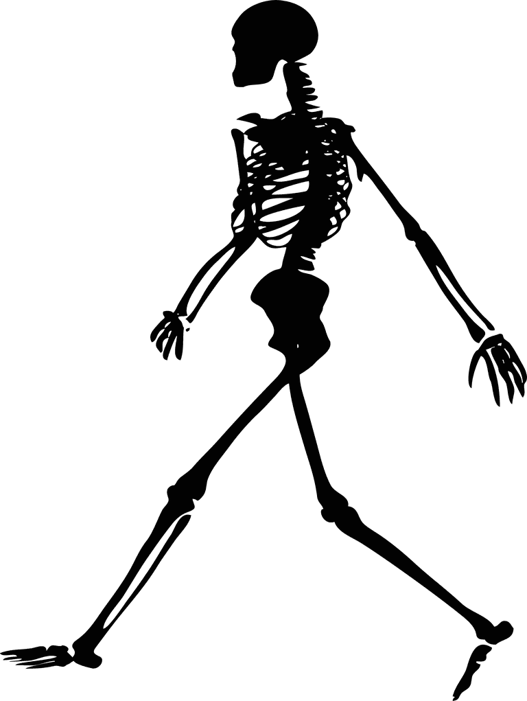 skeleton human skeletons set for educational purposes and creative projects