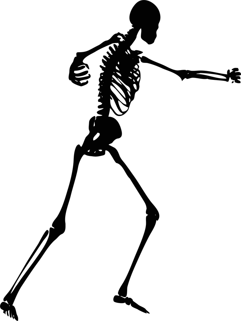 skeleton human skeletons set for anatomy education and creative projects