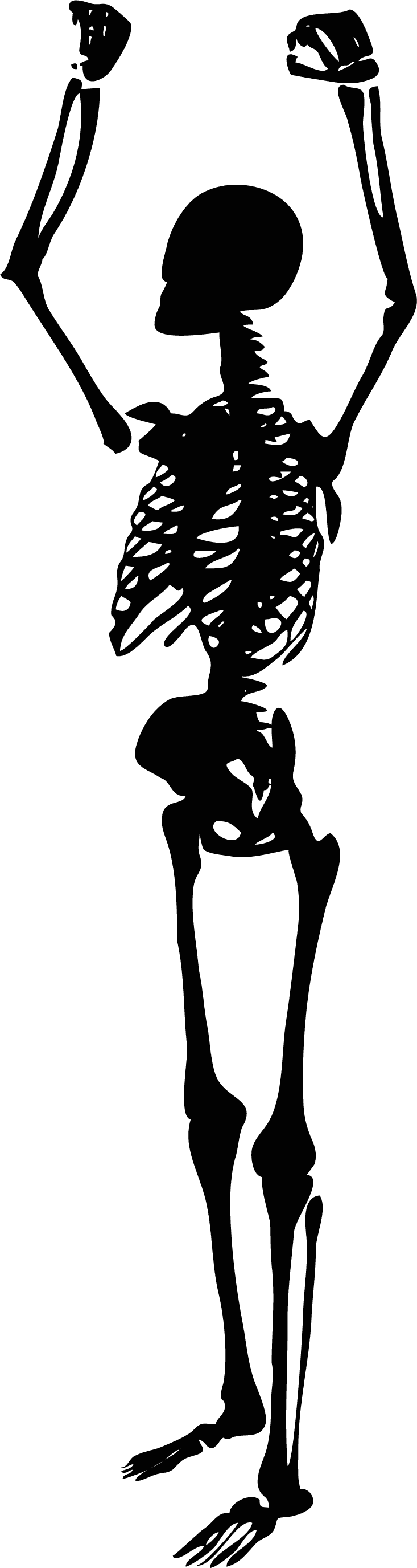 skeleton human skeletons set