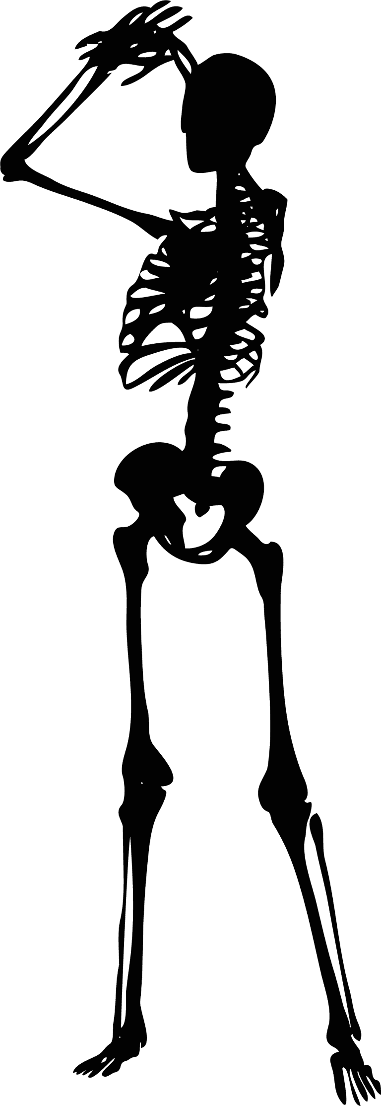 skeleton human skeletons set for educational and decorative purposes in various styles