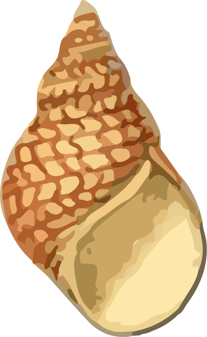 snail shell seafood crustacean pattern vector