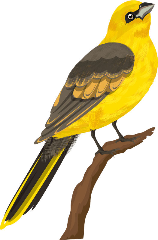 sparrow birds species icons colorful cartoon sketch
