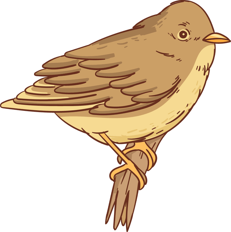 sparrow hand drawn illustrated bird collection