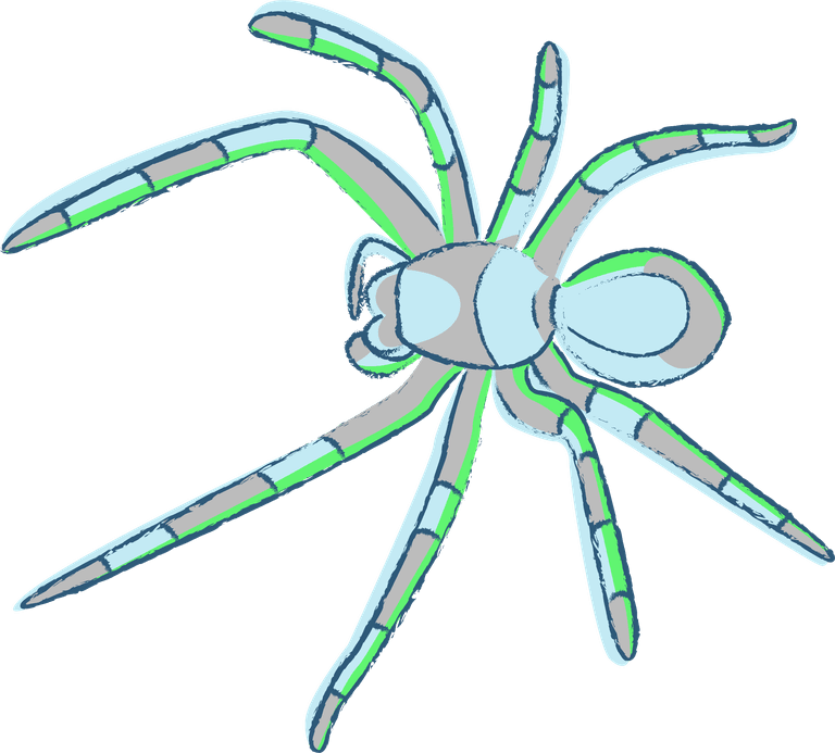 spider illustrated in many colors with sketchy style this tarantula vector