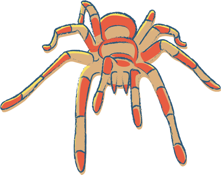 spider illustrated in many colors with sketchy style this tarantula vector