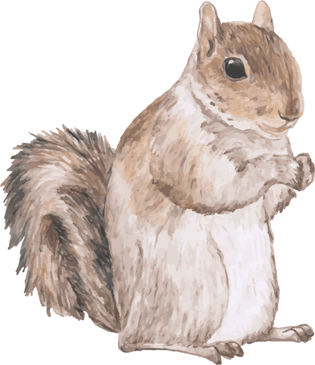 squirrel collection hand drawn animals featuring playful characters for nature-themed projects