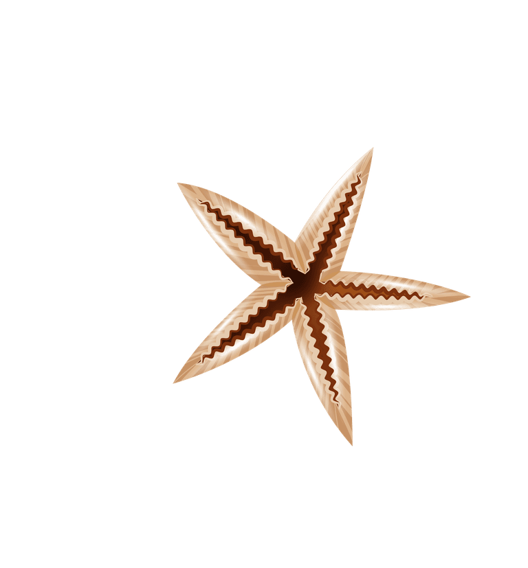 starfish seashell realistic set