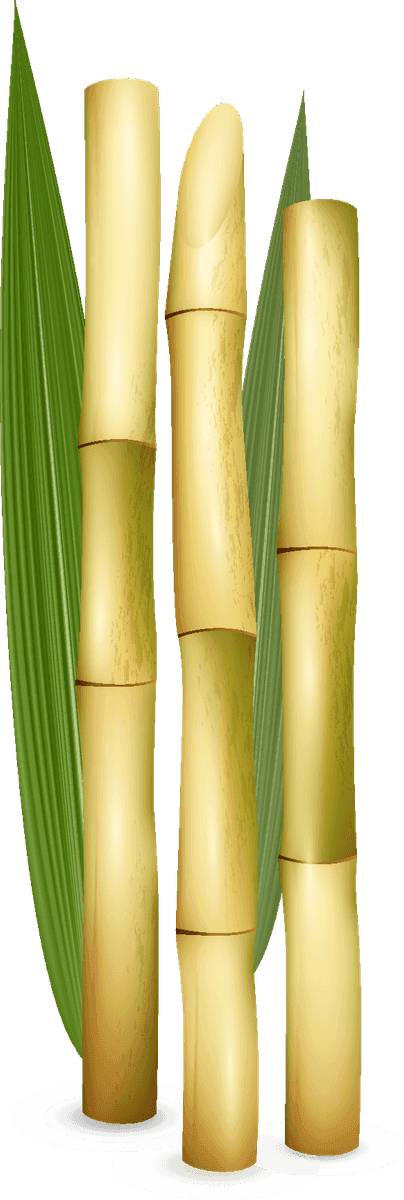 sugarcane cane sugar sweets set for delicious desserts and refreshing drinks