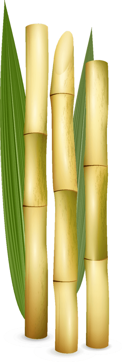 sugarcane cane sugar sweets set for delicious desserts and refreshing drinks