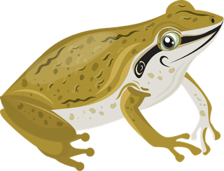 afrog-frog-species-icons-collection-colorful-cartoon-design-156191