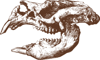 animalbones-animal-skulls-ai-949352