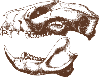 animalbones-animal-skulls-ai-863153