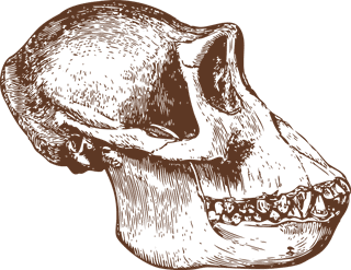 animalbones-animal-skulls-ai-432530