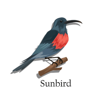animalbook-design-elements-birds-species-sketch-367049