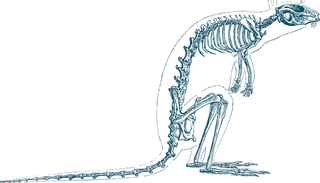 animalskeleton-vintage-animal-skeletons-for-your-biology-projects-nature-publications-414317