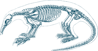 animalskeleton-vintage-animal-skeletons-for-your-biology-projects-nature-publications-425265