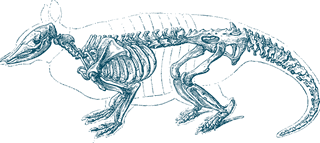 animalskeleton-vintage-animal-skeletons-for-your-biology-projects-nature-publications-304025